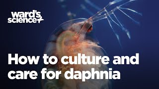 Caring and Culturing for Daphnia [upl. by Guimond241]