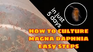 How to Culture Magna Daphnia Easily [upl. by Ilaw]