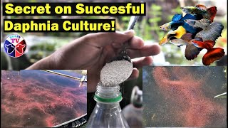 How to Culture Daphnia Successfully [upl. by Yrral]