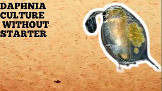 HOW TO CULTURE DAPHNIA NATURALLY WITHOUT A STARTER [upl. by Salot]