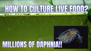 How to Culture Daphnia Secret Method to Breed MILLIONS  Simply Aquatic [upl. by Atekihc]