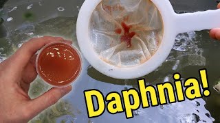 How I Culture Daphnia In Outdoor Tubs [upl. by Matthews772]