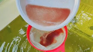 How to culture daphnia  Daphnia culture  How to grow daphnia outdoor [upl. by Adala174]