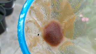 How to culture daphnia moina in a small container Part 1 English Subtitle [upl. by Semaj852]