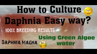 Daphnia MagnaHow to Culture Daphnia Easy wayCulturing Daphnia using Green water Daphnia [upl. by Plumbo]