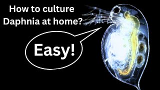 BEST Live Fish Food Beginner guide How to Culture Daphnia at home [upl. by Evangeline899]