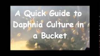 How to culture daphnia outside [upl. by Ahsiryt]