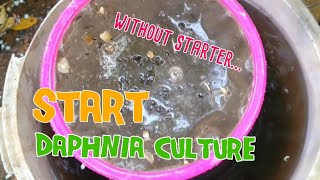 How to culture daphnia moina the easy way 1  Starting the Daphnia culture [upl. by Barina]