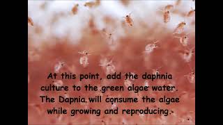 Daphnia  How to grow daphnia in your home [upl. by Iris28]