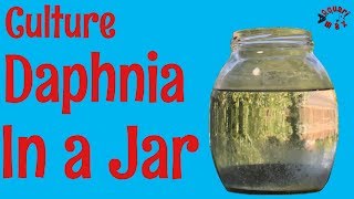 How to Culture Daphnia in a Jar [upl. by Rihaz]