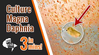 How to culture DAPHNIA MAGNA  The easy way [upl. by Larkins]