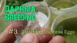 Daphnia Culture made simple and easy 3  Hatching Daphnia eggs [upl. by Otit]