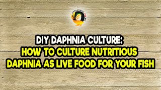 DIY Daphnia Culture How to Culture Nutritious Daphnia as Live Food for Your Fish [upl. by Tybalt]