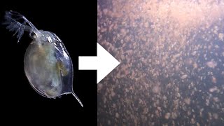 How I Culture Daphnia [upl. by Akirret]