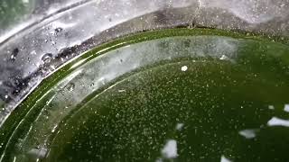 DAPHNIA MOINA CULTURE IN A SMALL BUCKET [upl. by Elletnohs]