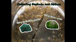 How To Culture Daphnia and Moinas using Green Water Spirulina powder [upl. by Boeke530]