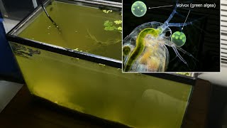 Raising Daphnia for the Freshwater Aquarium [upl. by Nedyaj]