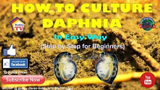 HOW TO CULTURE DAPHNIA In Easy Way [upl. by Eirrac]